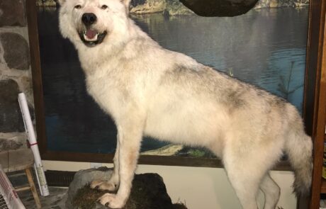 Taxidermy Wolf