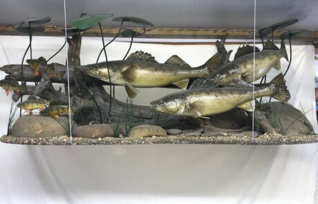 Taxidermy Fish