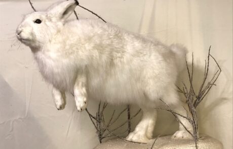 Taxidermy Rabbit