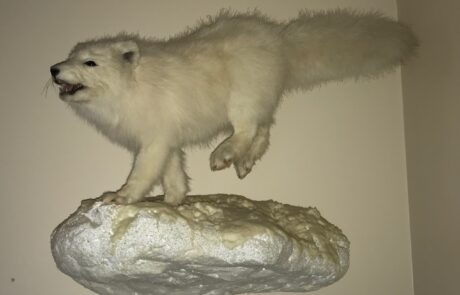 Taxidermy Wolf