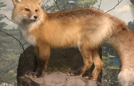 Taxidermy Fox