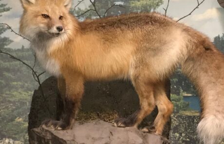 Taxidermy Fox